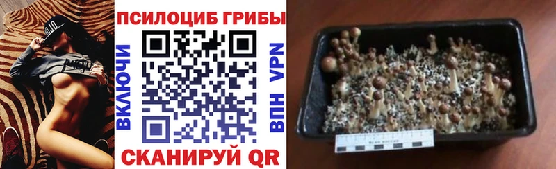 купить наркотик гидра зеркало Псилоцибиновые грибы MAGIC MUSHROOMS Зубцов